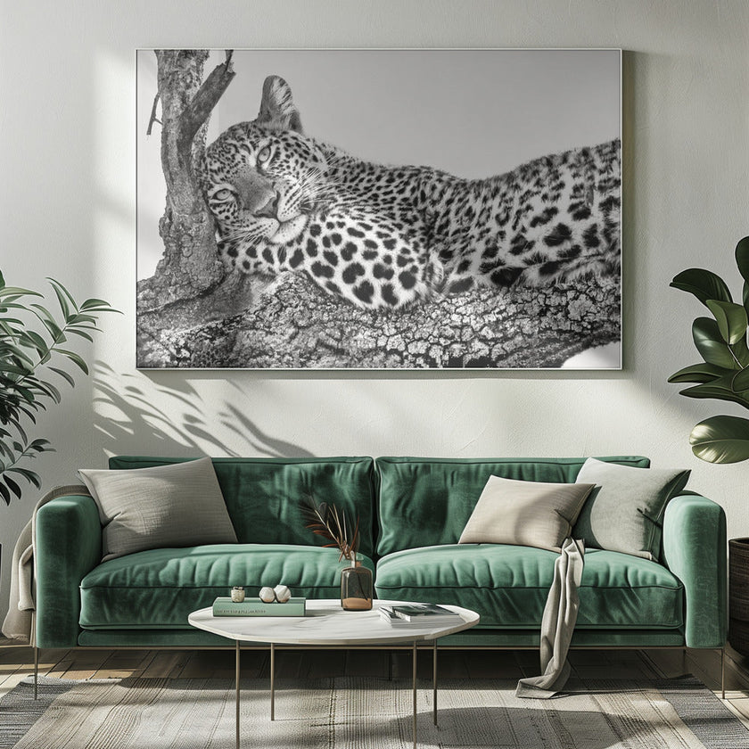 Time to rest Leopard