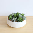 Eva Artificial Succulent Arrangement in Low White Pot
