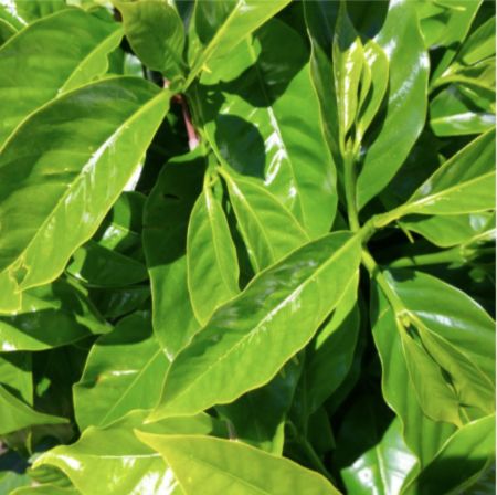 Gaia - PNG (Certified Organic Coffee)