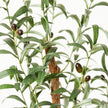 Olivo Artificial Olive Tree Potted Plant (Multiple Sizes)