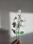 A Branch of Jasmine