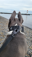 2 inch Waterproof PVC Dog Collar 2.0