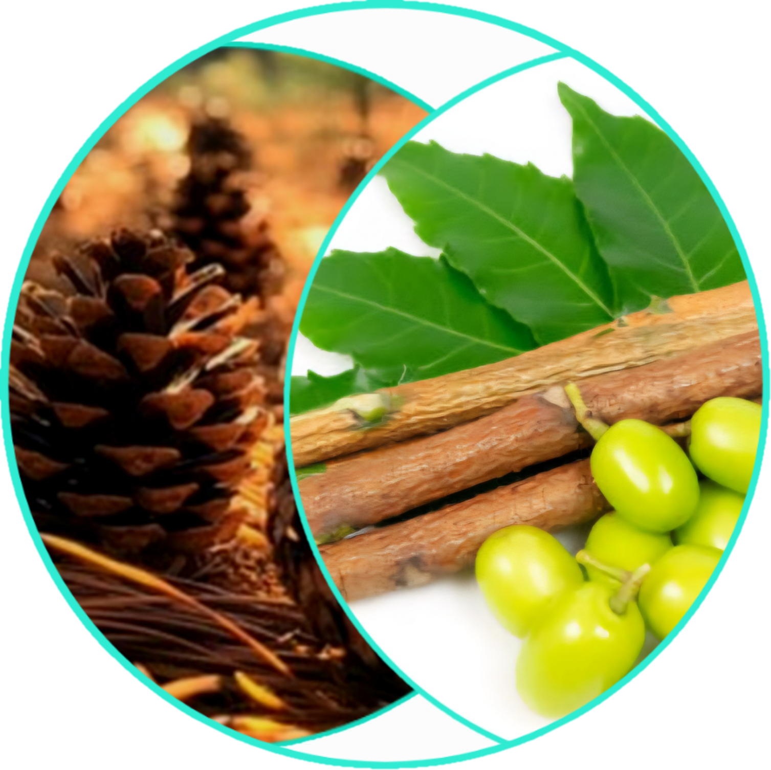 All Natural Healing Skin Butter