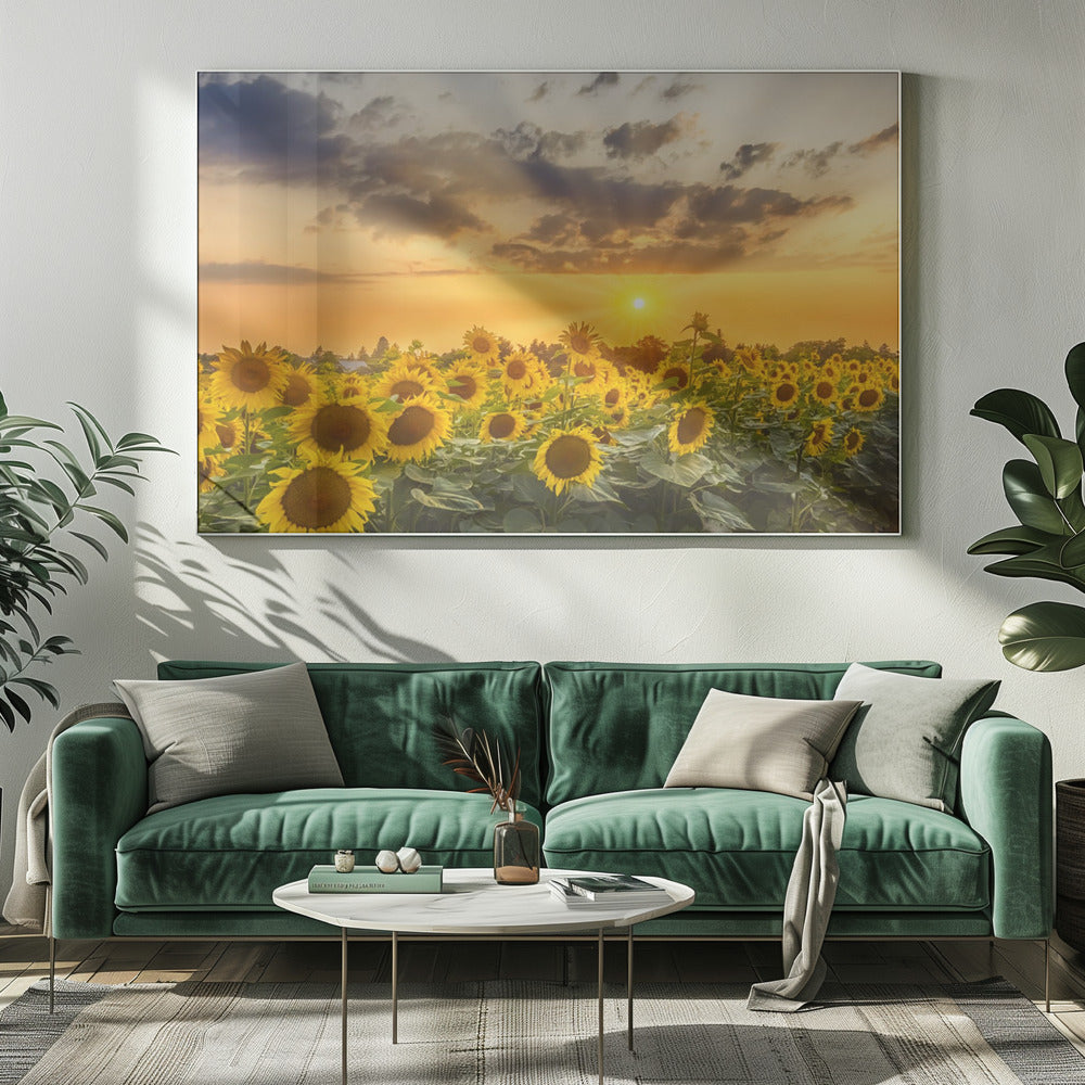 Art mural Champ de tournesols au coucher du soleil | Vue panoramique