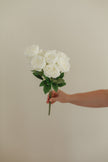 New Rose Bundle