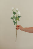 Small Rose Stem
