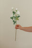 Small Rose Stem