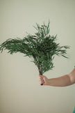 Italian Willow