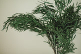Italian Willow