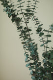 Italian Baby Eucalyptus