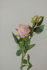 Classic Rose