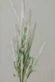 Amaranth Flowers