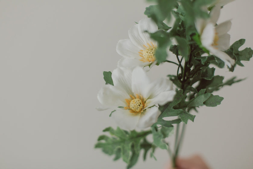 Cosmos Flowers