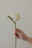 English Rose