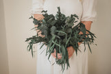 Preserved Eucalyptus Arrangement