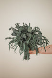 Preserved Eucalyptus Arrangement