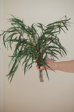 Preserved Seeded Weeping Willow Eucalyptus