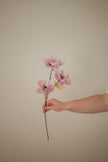 Wild Peony