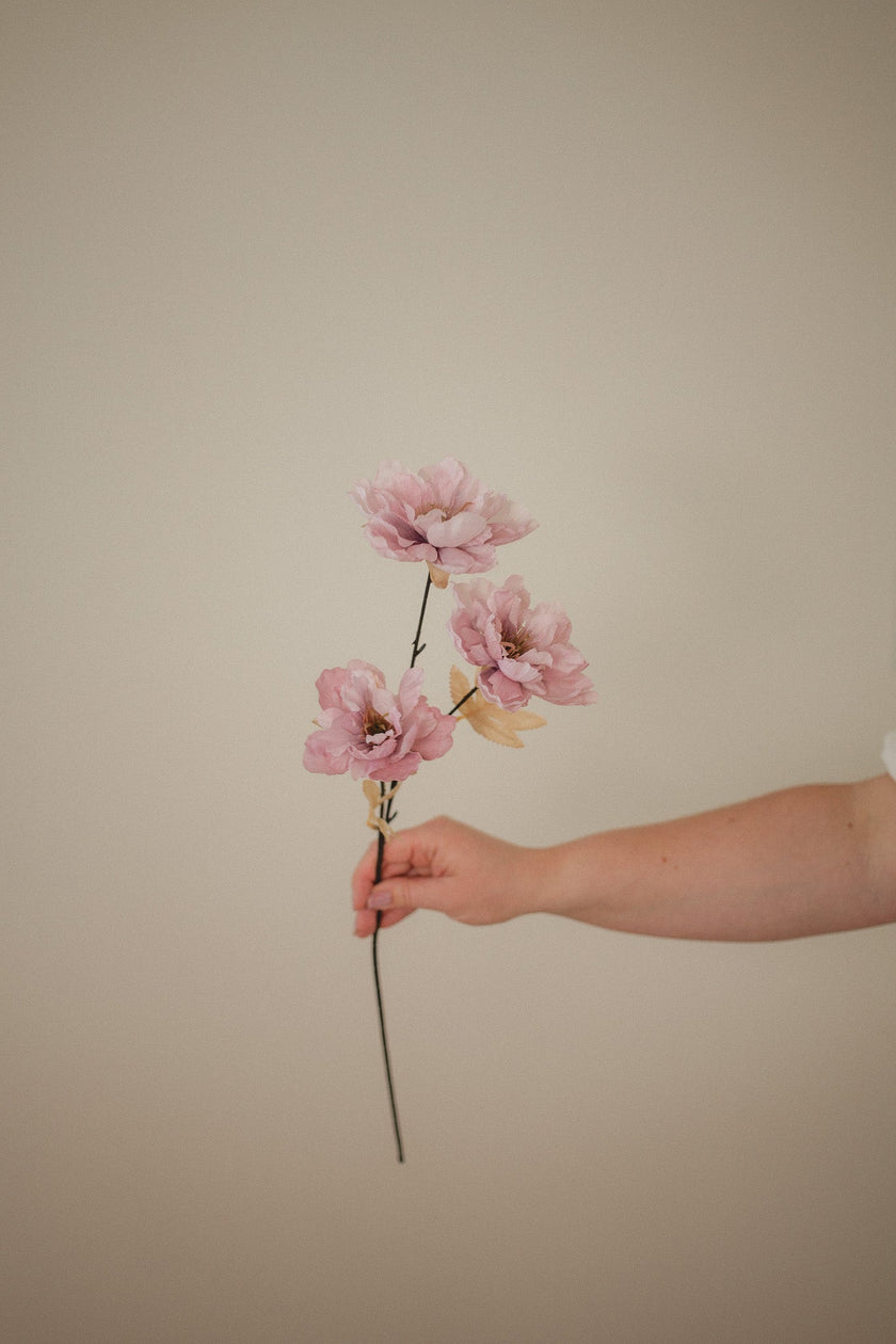 Wild Peony