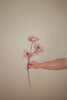 Wild Peony