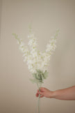 Pearl Polianthes