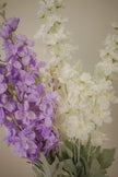 Pearl Polianthes