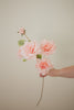 Rose Branch