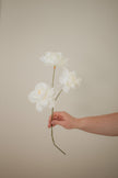 Fluffy Peony Stem