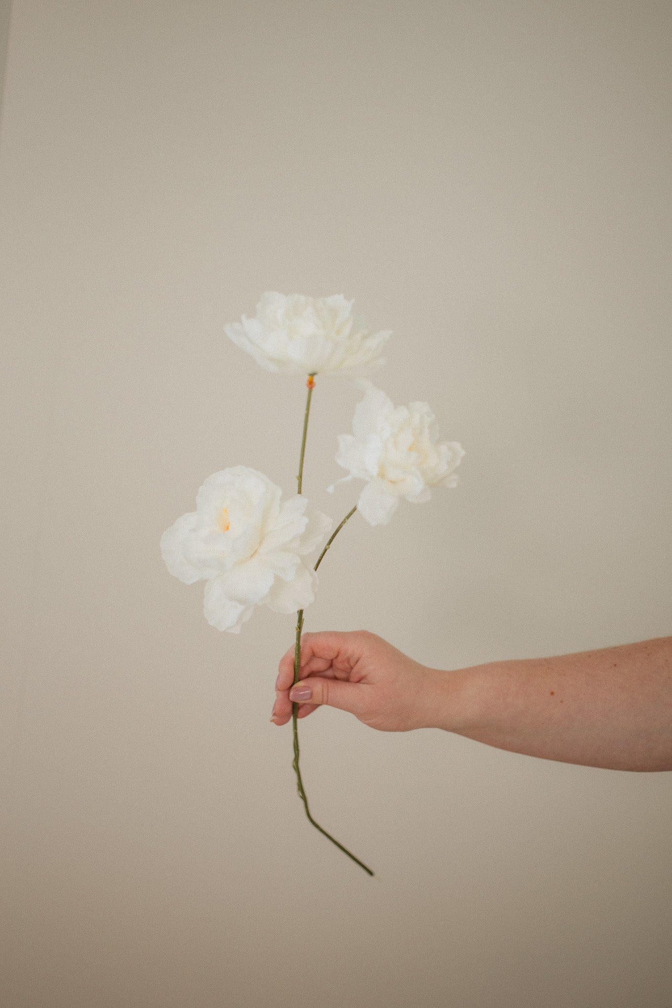 Fluffy Peony Stem