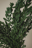 Preserved Short Willow Eucalyptus (Parvifolia)