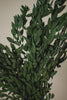 Preserved Short Willow Eucalyptus (Parvifolia)