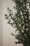 Italian short willow (Parvifolia)