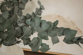 Italian Cinera Eucalyptus