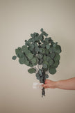 Italian Silver Dollar Eucalyptus