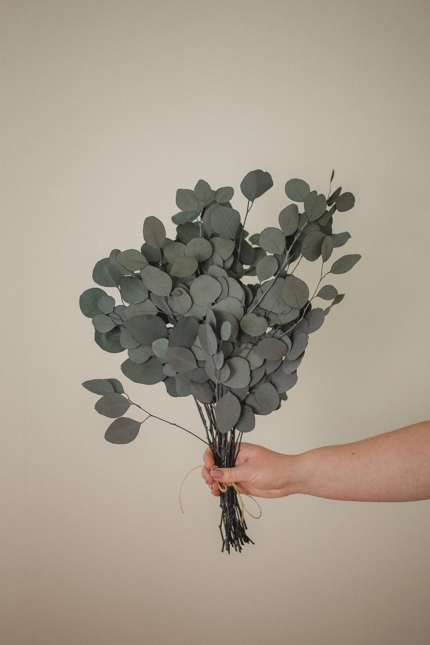 Italian Silver Dollar Eucalyptus