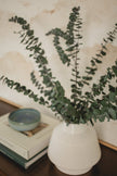 Italian Baby Eucalyptus