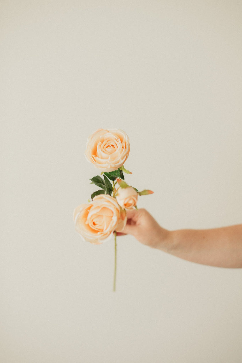 Italian Rose