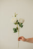 Italian Rose