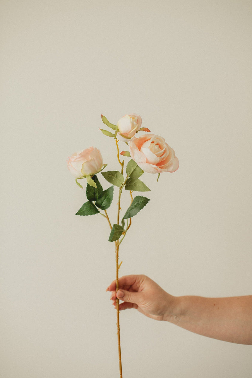 Italian Rose