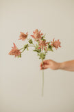 Bell Thistle
