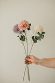 Chrysanthemum