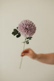 Chrysanthemum