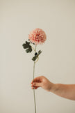 Chrysanthemum