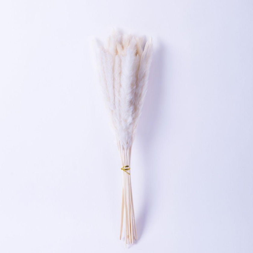 Beige Pampas Bouquet 26'' (Set Of 30)