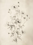 Esquisse Florale 2, CADRE VINTAGE