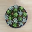 Kae Artificial Succulent Arrangement in Low Black Pot