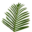 Paco Potted Faux Palm Plant