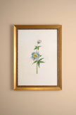SOUFFLE PASTEL, CADRE VINTAGE OR