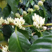 Gaia - PNG (Certified Organic Coffee)