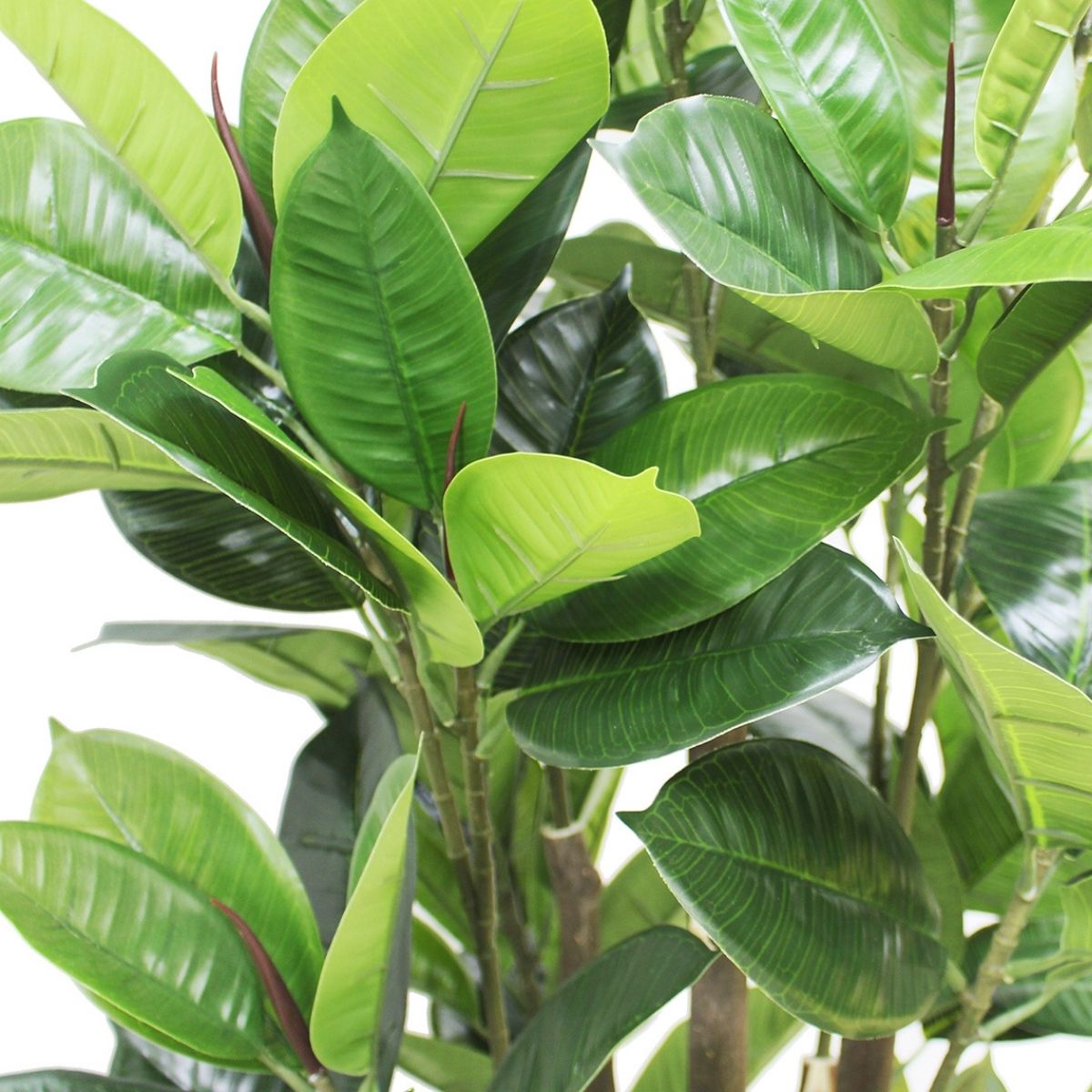 Encanto Artificial Rubber Potted Plant (Multiple Sizes)